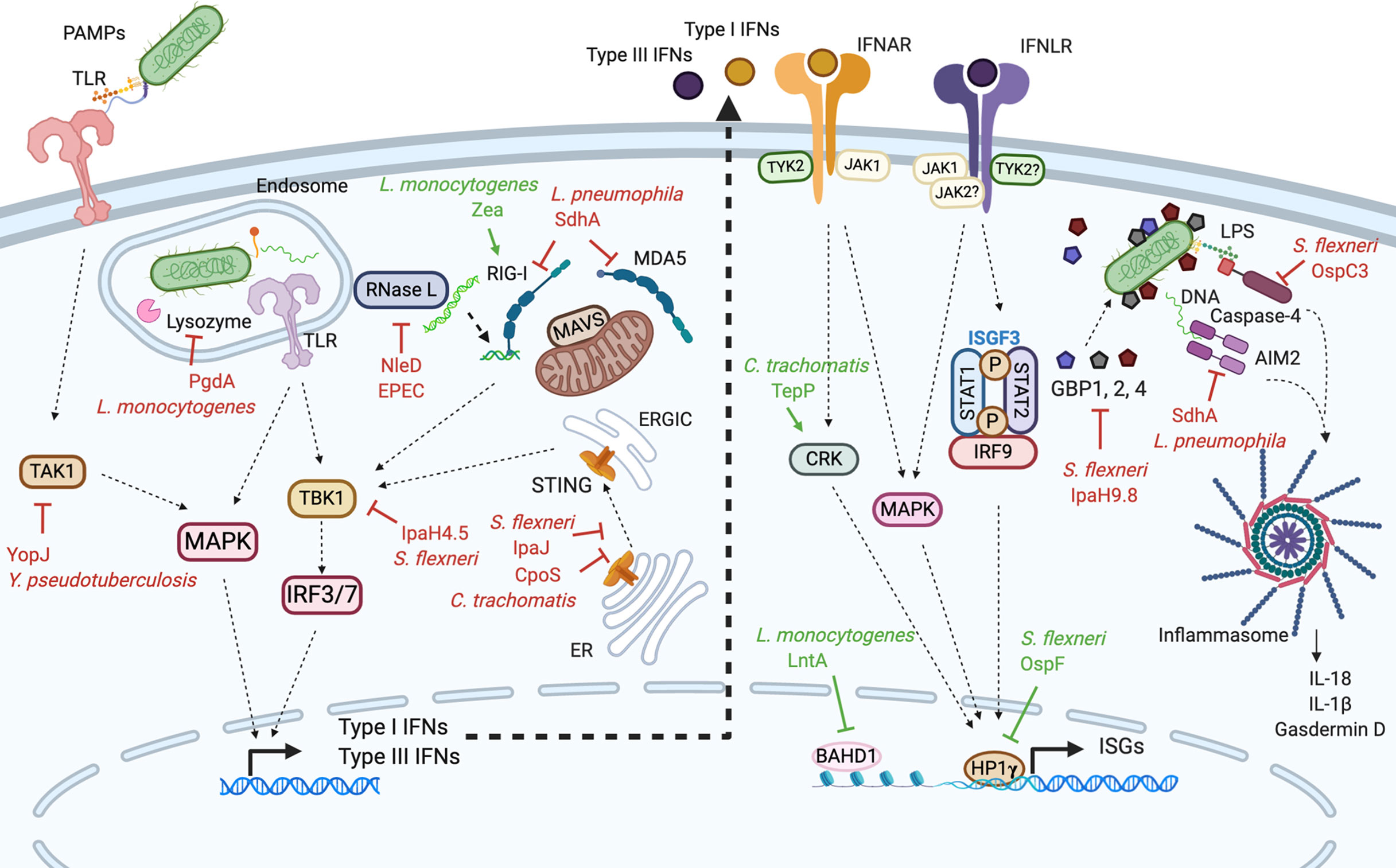 Frontiers Interferons Tug of War Between Bacteria and Their Host