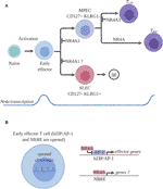 Frontiers | Role of the Orphan Nuclear Receptor NR4A Family in T-Cell ...