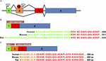 Frontiers | The Molecular Functions of MeCP2 in Rett Syndrome Pathology ...