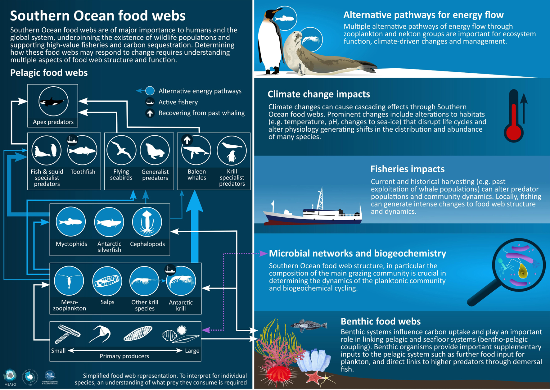 sea life food web