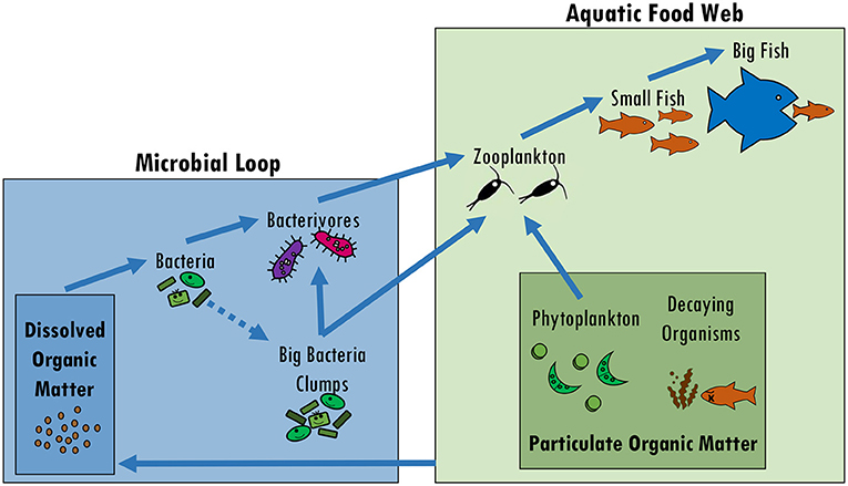 图2 -微生物循环之间的联系和在旧金山河口水生食物网。