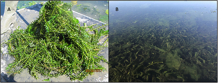 图2 (A)巴西伊乐藻,退出后的水耙。