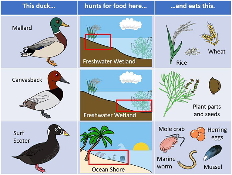 图1 -绿头鸭、斑背鸭和冲浪鸟喜欢不同的栖息地和不同种类的食物