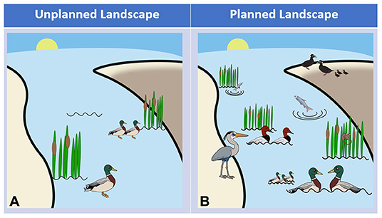 图3 - (A)一个未规划的景观不支持很多鸭子或很多种类的物种。