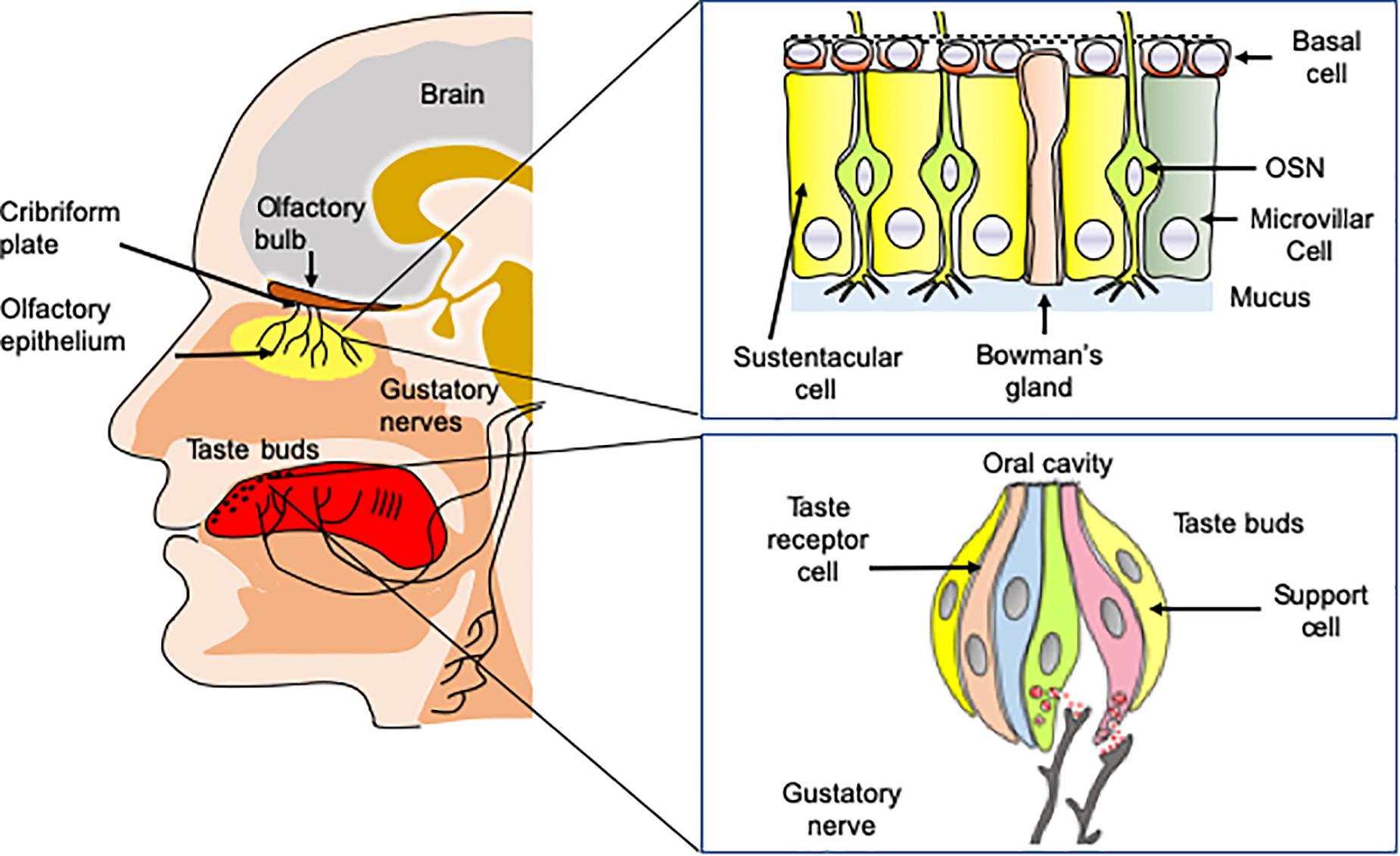 mature olfactory sensory neuron dendrite number