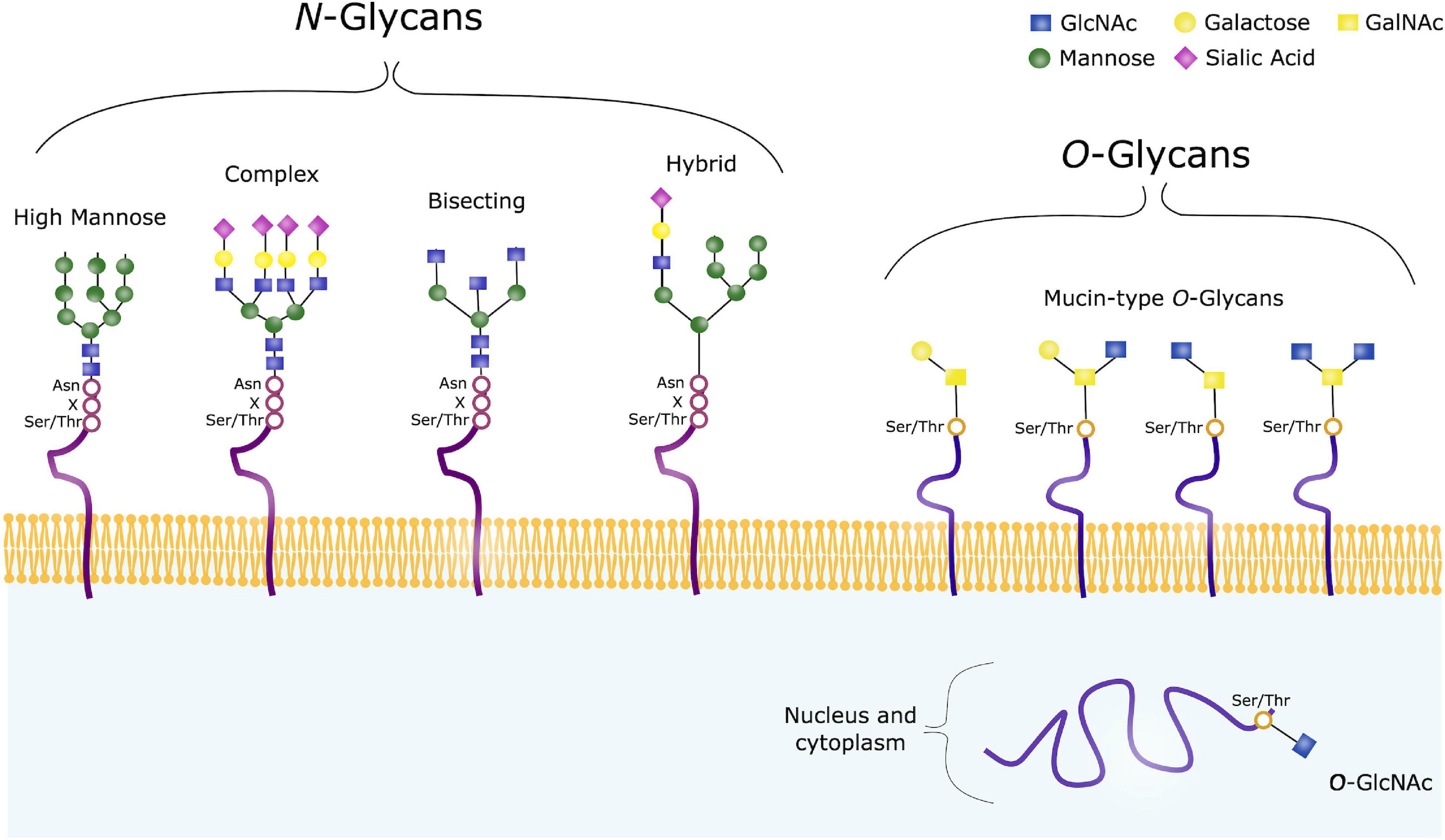 n linked glycosylation