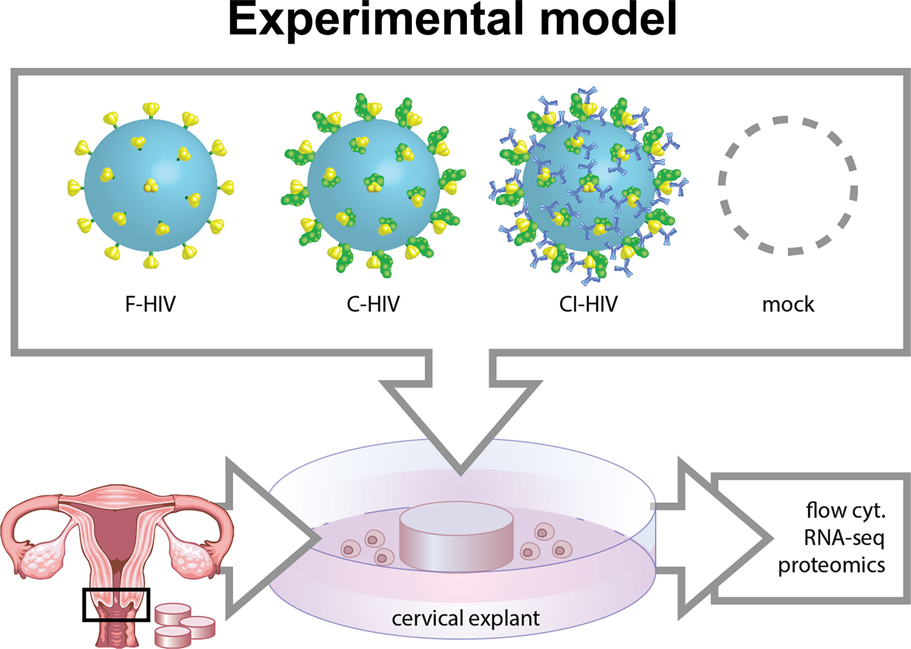 hiv virus model labeled