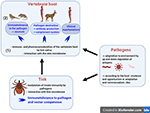 Frontiers | Induced Transient Immune Tolerance in Ticks and Vertebrate ...