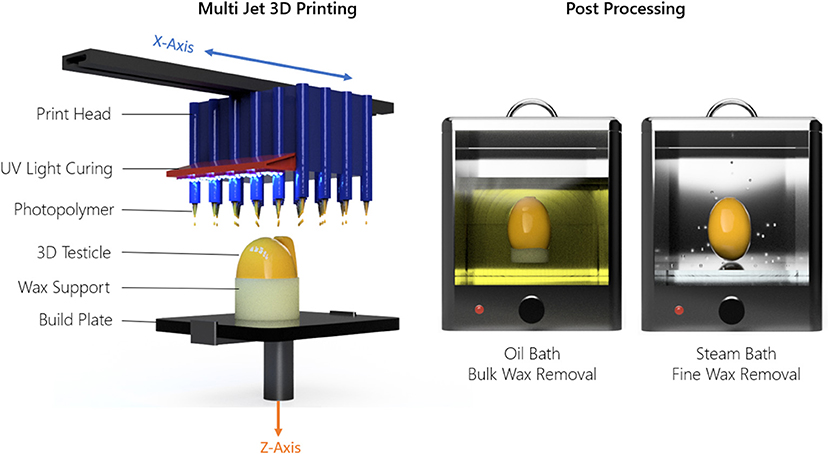 Boost, the 3D printed customized prosthetic breast will boost mood and  confidence of cancer survivors