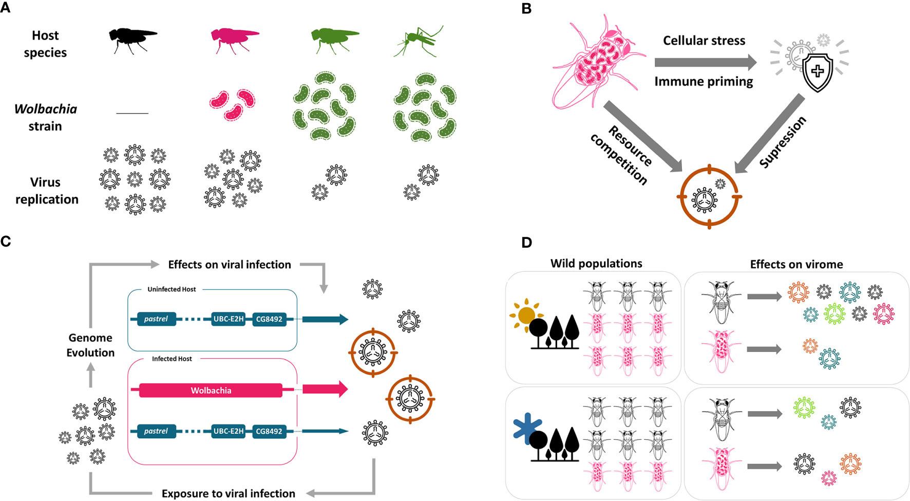 Effects of Pathogen-Vector Interactions on the Transmission of Dengue Virus  - microbewiki