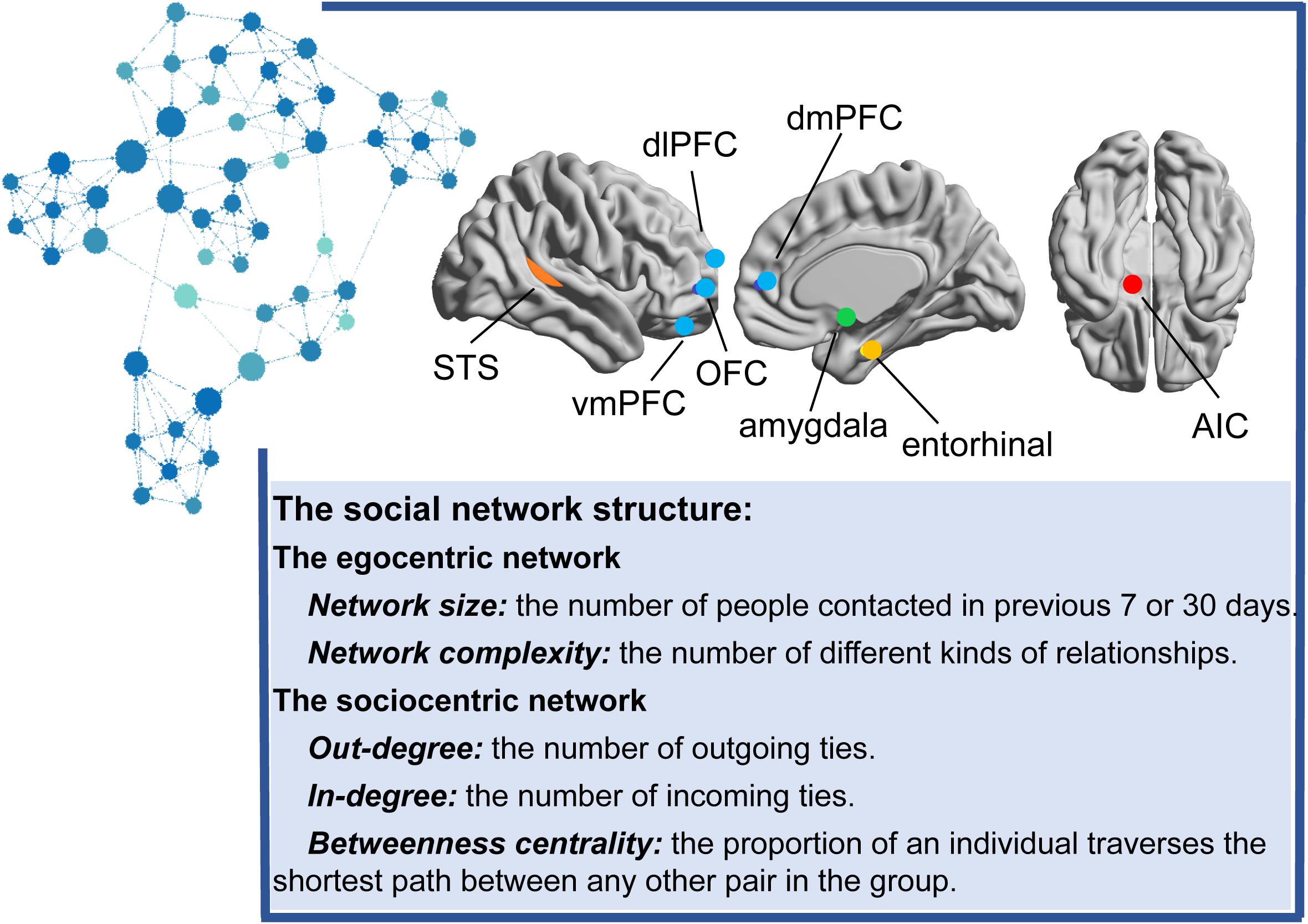 Frontiers  Neurobiological Bases of Social Networks