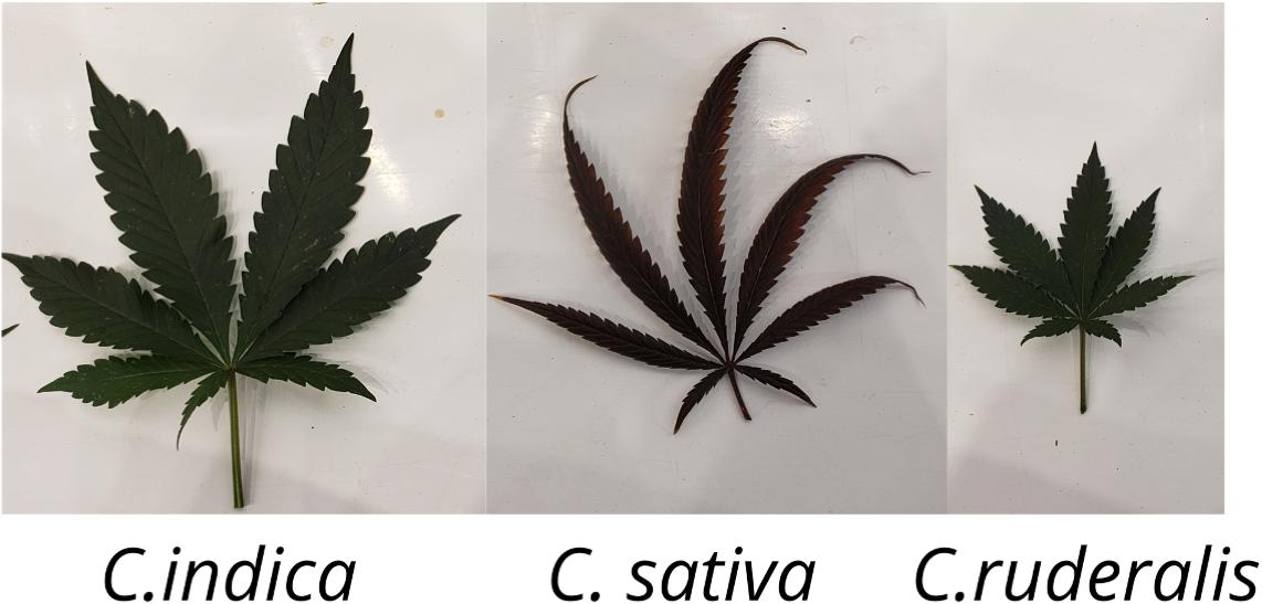 Frontiers | Medical Cannabis and Industrial Hemp Tissue Culture ...