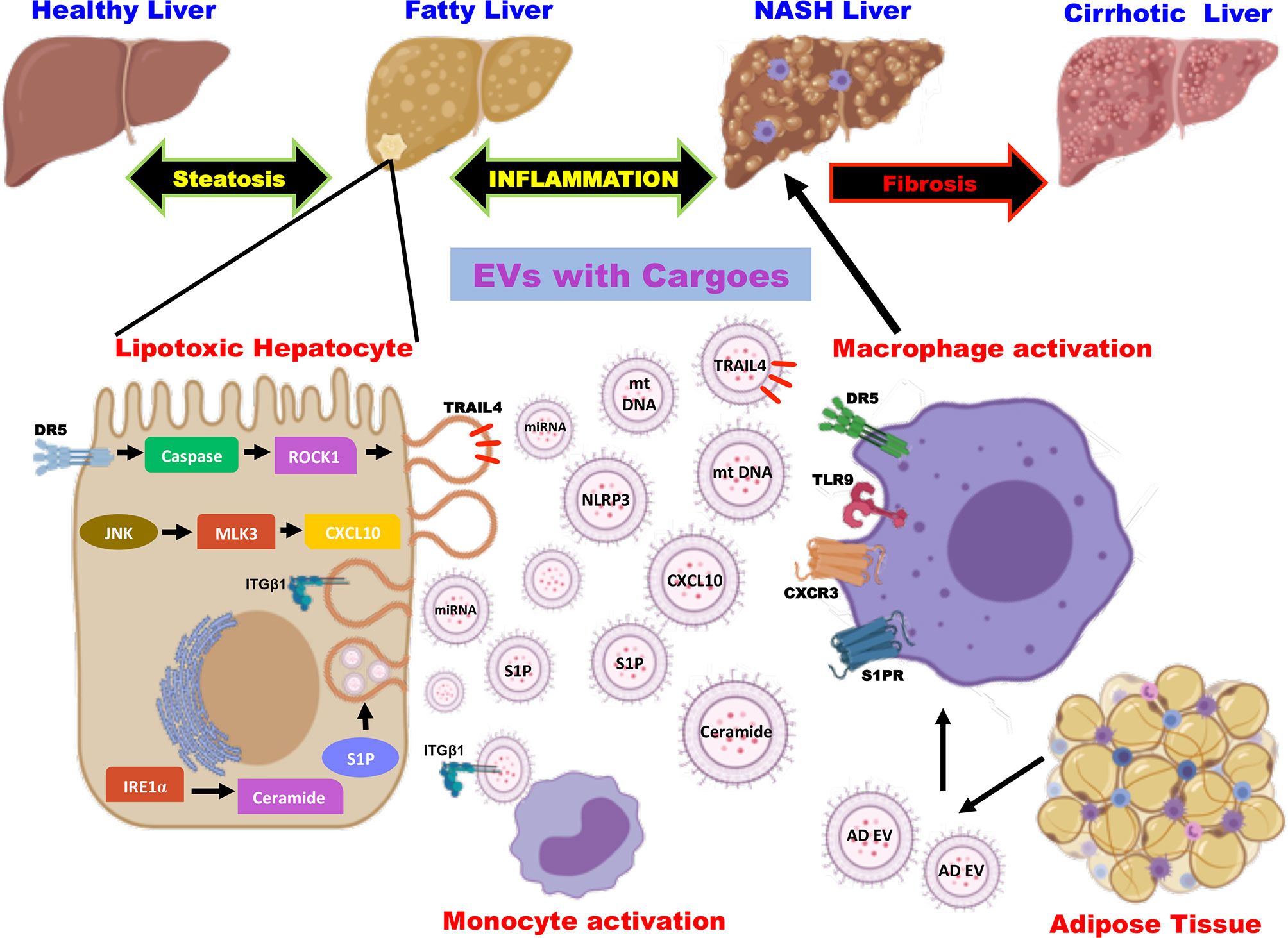 Frontiers | Extracellular Vesicles as Inflammatory Drivers in NAFLD