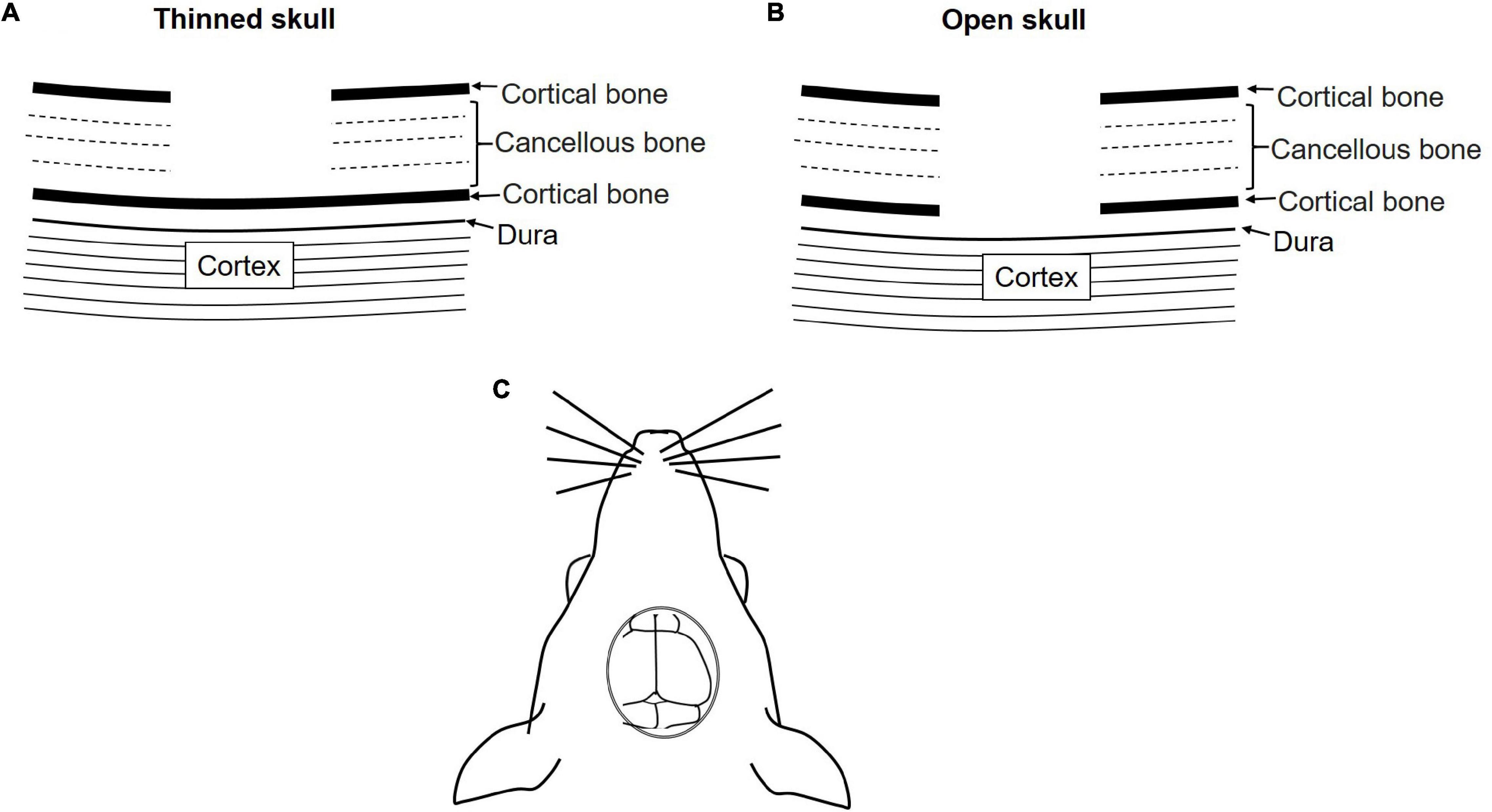 Minimally invasive longitudinal intravital imaging of cellular dynamics in  intact long bone