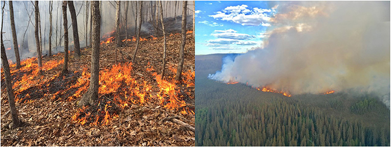 Rising From the Ashes: The Role of Fires in National Parks · Frontiers ...