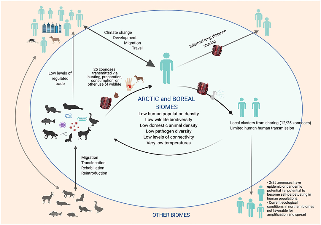 Frontiers  Implications of Zoonoses From Hunting and Use of