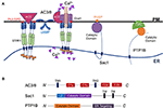 Frontiers | Endoplasmic Reticulum–Plasma Membrane Contact Sites ...