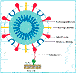 Frontiers | Drug Repurposing Strategy (DRS): Emerging Approach to ...