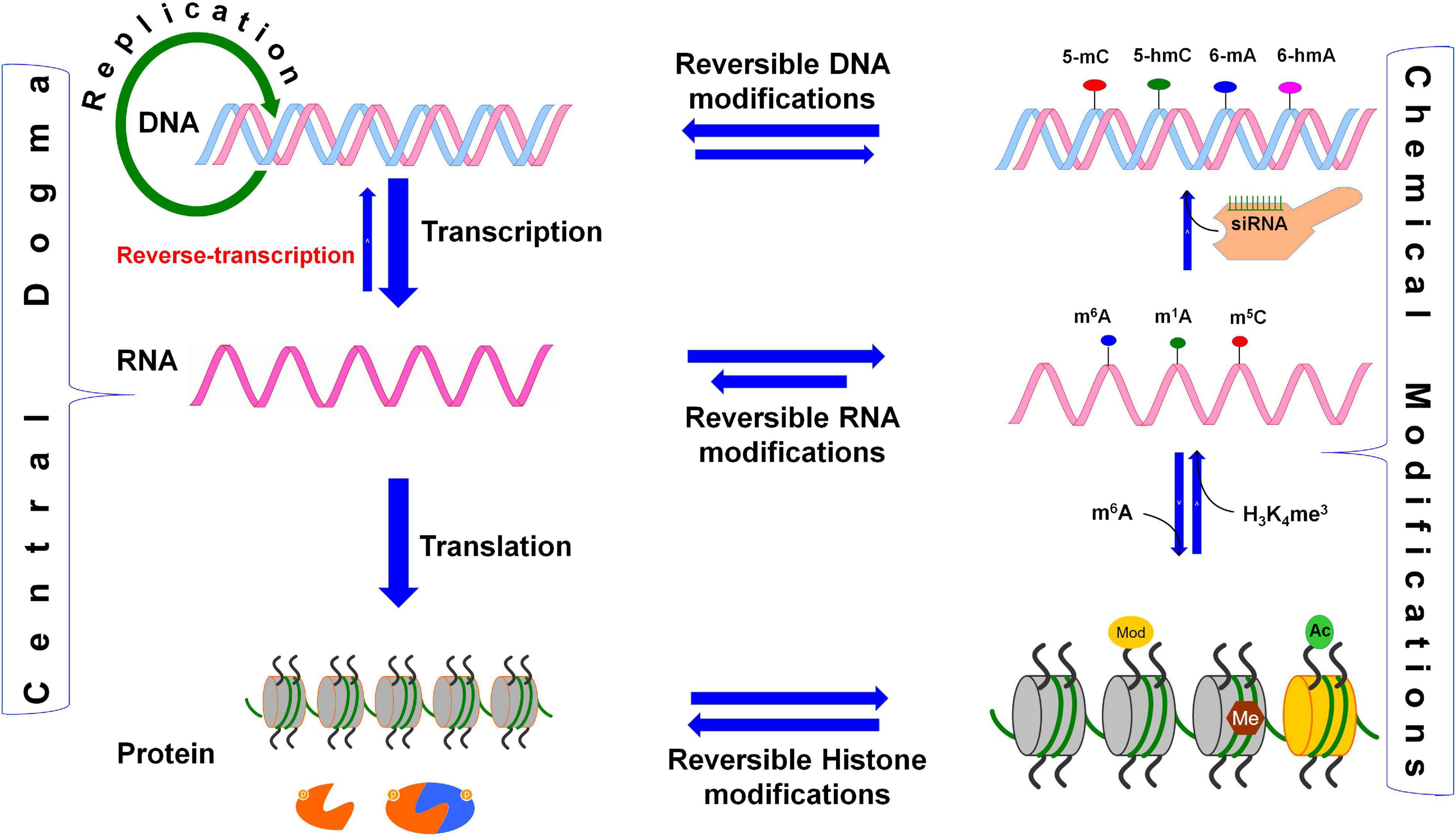 Frontiers Deciphering Epitranscriptome Modification Of MRNA Bases Provides A New Perspective 