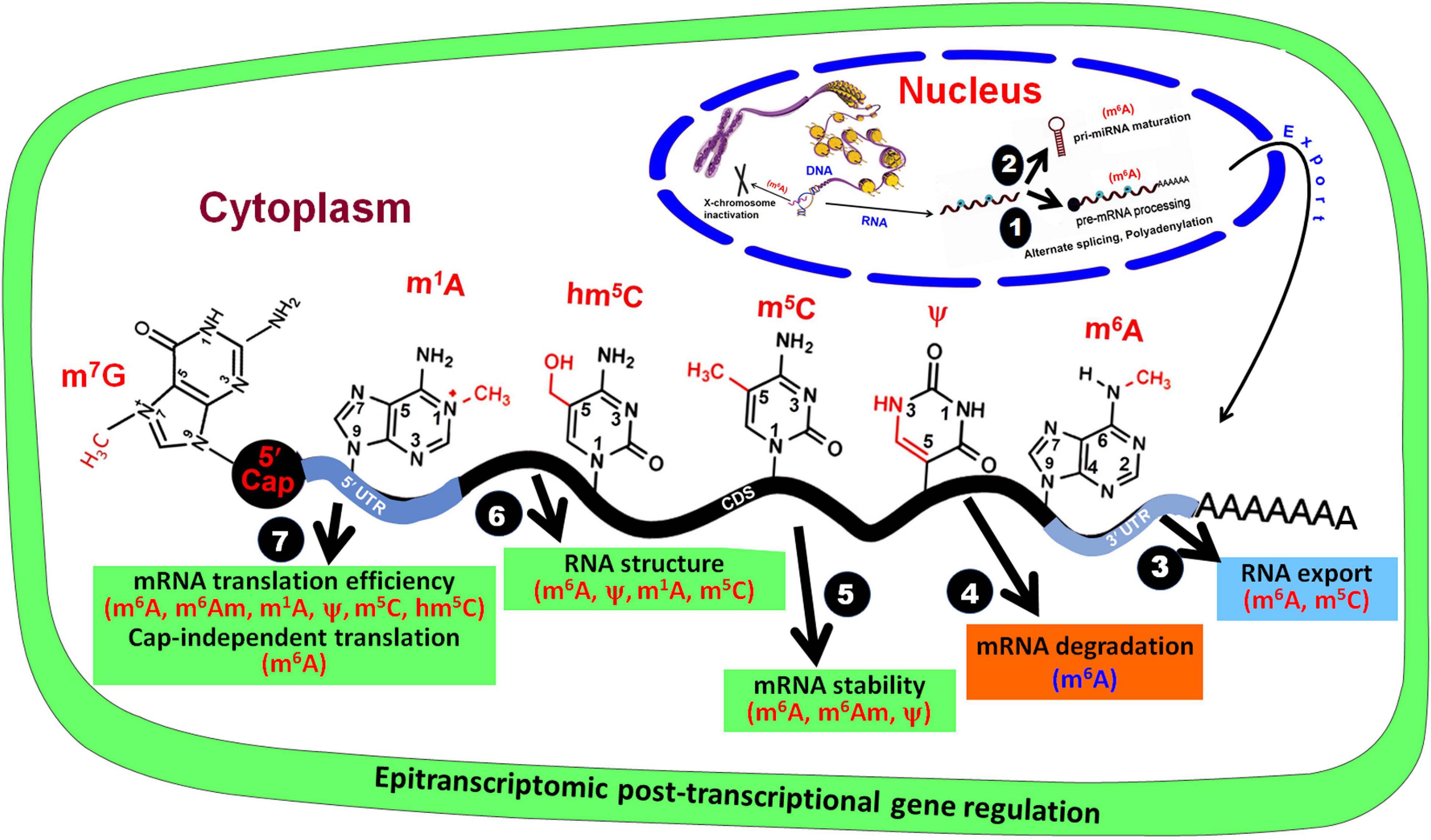 Frontiers Deciphering Epitranscriptome Modification Of MRNA Bases 