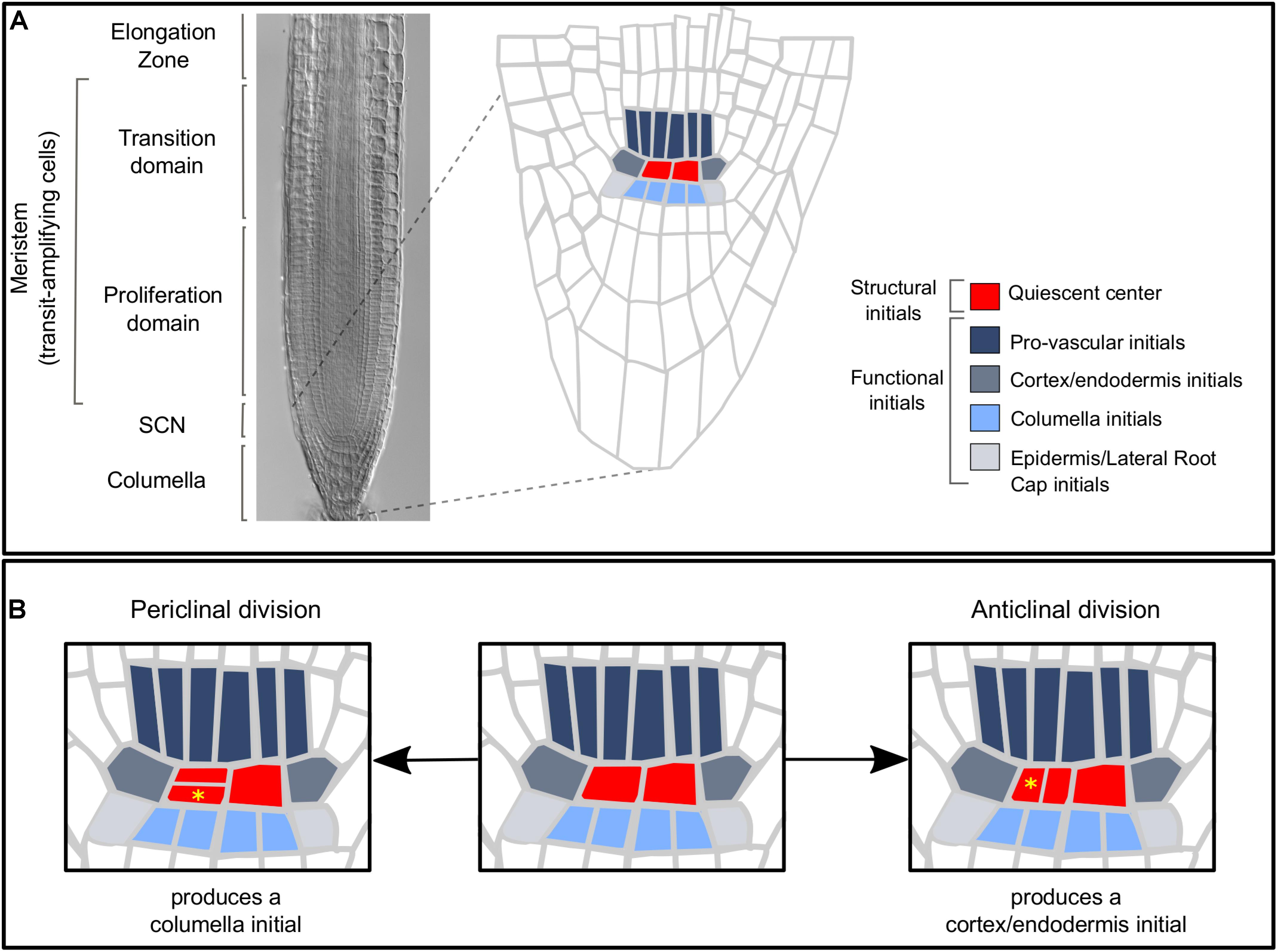 An example of mitosis at work is a plant root Https Www Jstor Org Stable 23672608