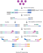 Frontiers | HLA RNA Sequencing With Unique Molecular Identifiers ...