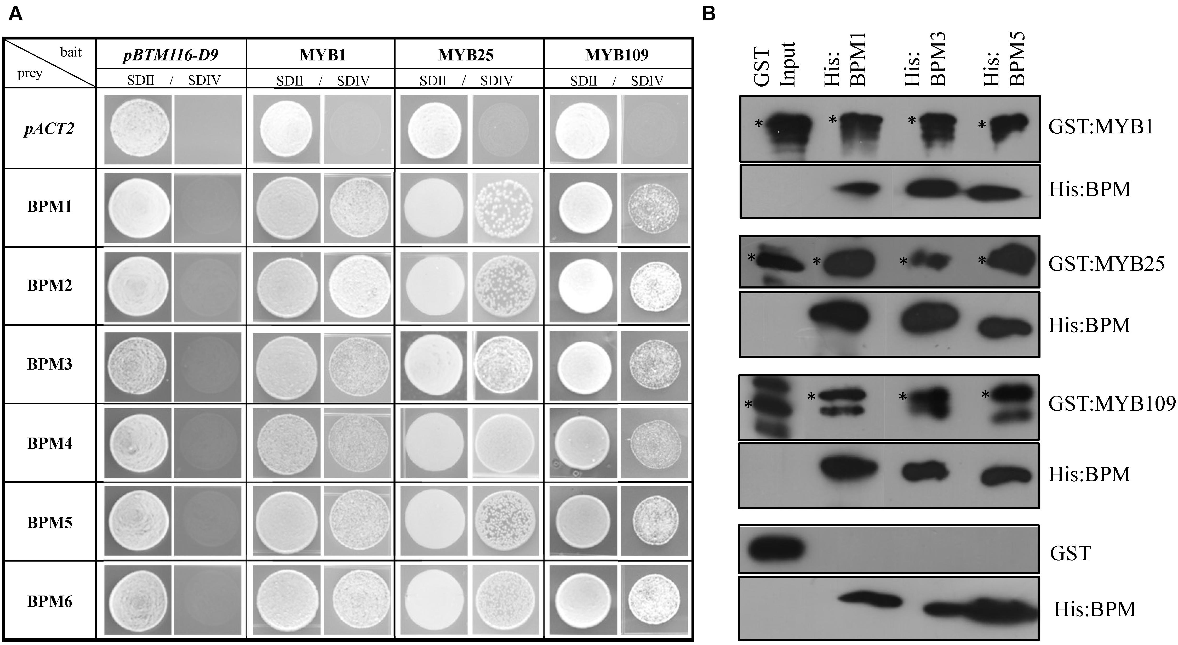 Kridt procedure afskaffet Frontiers | Characterization of Arabidopsis thaliana R2R3 S23 MYB  Transcription Factors as Novel Targets of the Ubiquitin Proteasome-Pathway  and Regulators of Salt Stress and Abscisic Acid Response | Plant Science