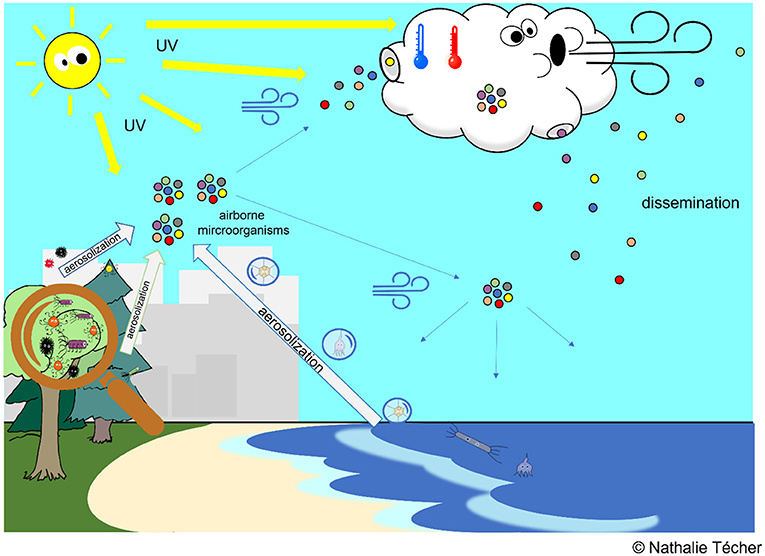 图2 -空气微生物源自不同的环境在地球表面,如海洋和土壤。