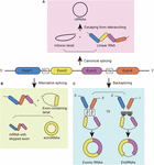 Frontiers | Circular RNAs in the Central Nervous System | Molecular ...