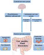 Frontiers | Action Mode of Gut Motility, Fluid and Electrolyte ...