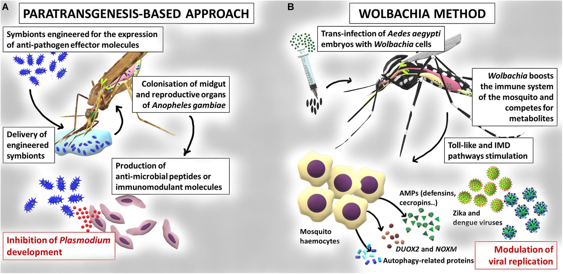 Frontiers  The Axenic and Gnotobiotic Mosquito: Emerging Models for  Microbiome Host Interactions