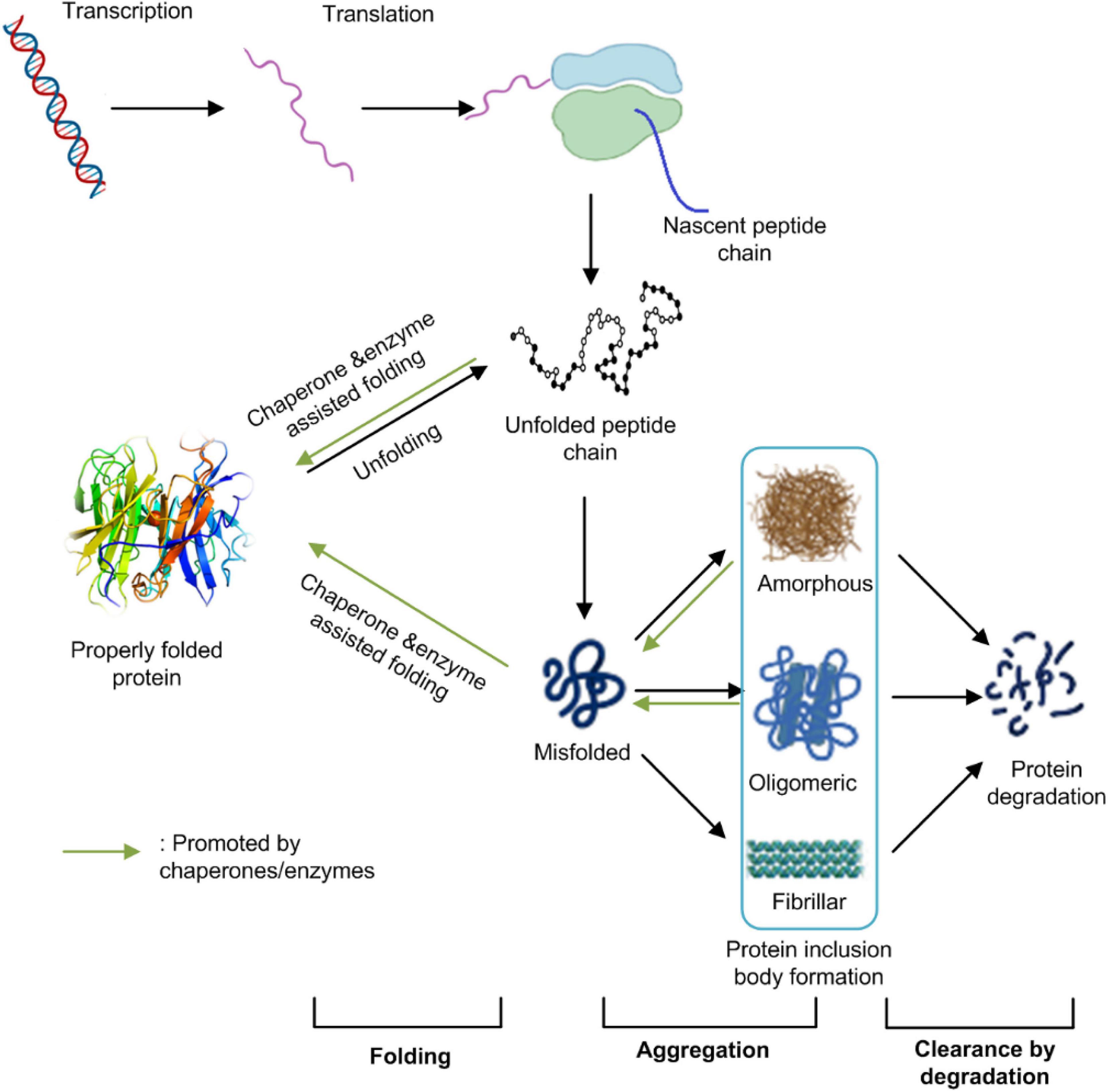 Frontiers Challenges Associated With The Formation Of Recombinant Protein Inclusion Bodies In Escherichia Coli And Strategies To Address Them For Industrial Applications Bioengineering And Biotechnology