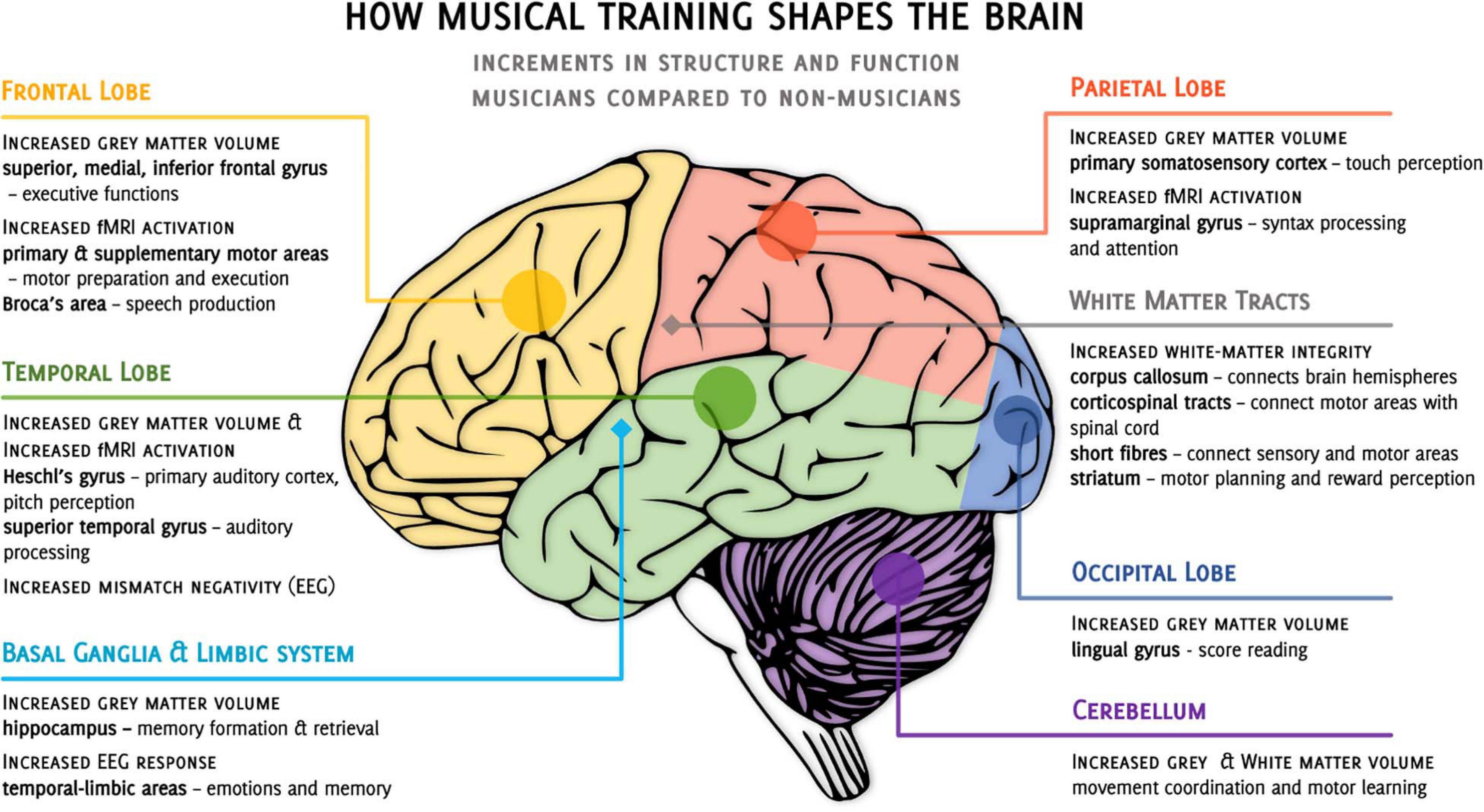 Scientists Locate Parts of Brain Devoted Primarily to Music