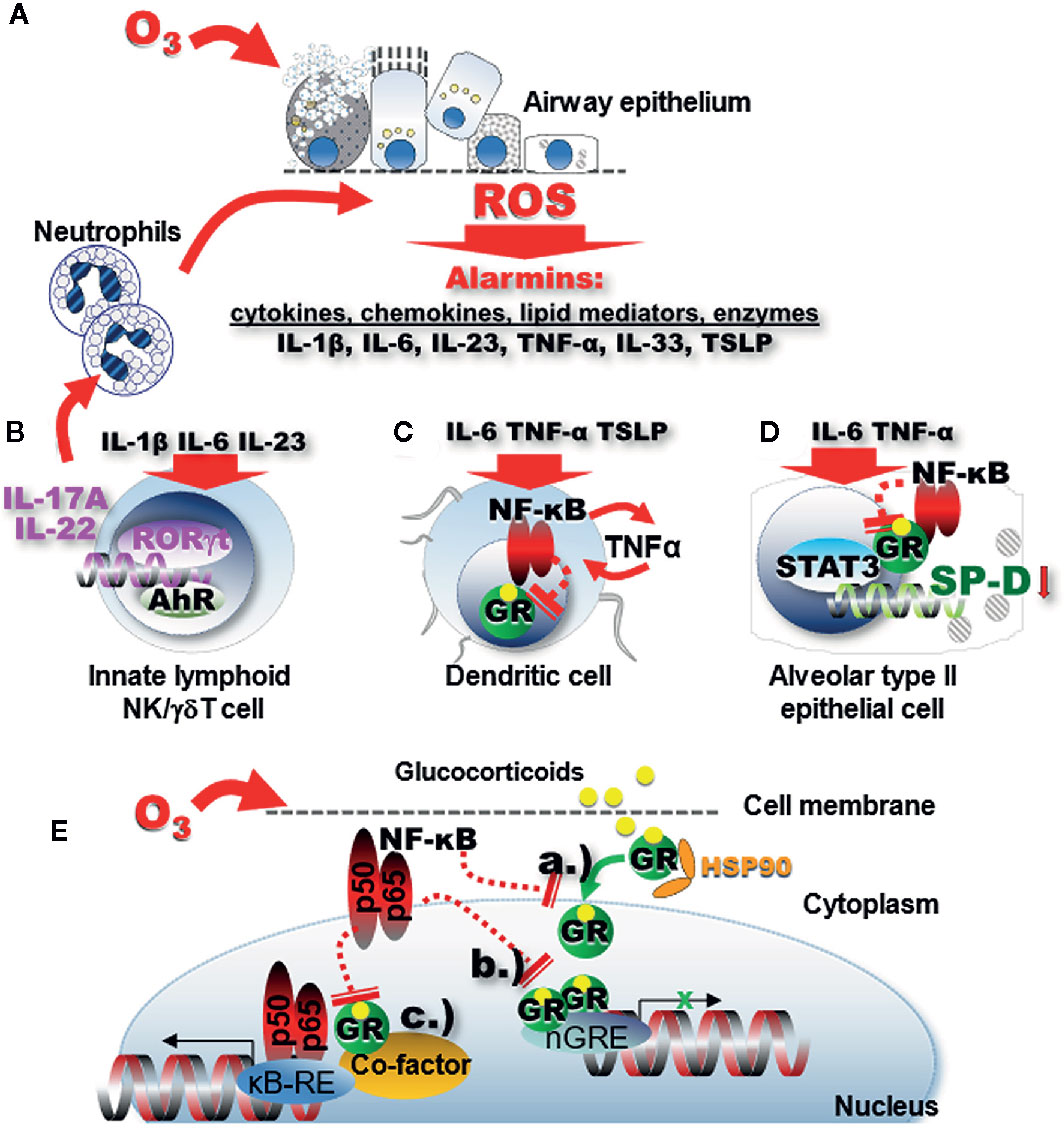 Frontiers | Ozone-Induced Oxidative Stress, Neutrophilic Airway ...