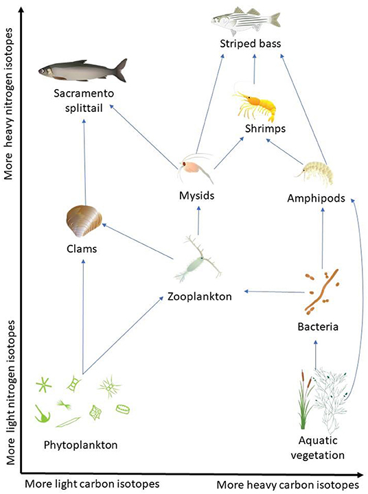 图3 -同位素的分析,结合知识与其他饮食的研究,帮助科学家理解Suisun沼泽的食物网。