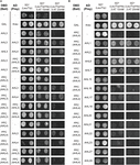 Frontiers | Dissection of Functional Modules of AT-HOOK MOTIF NUCLEAR ...