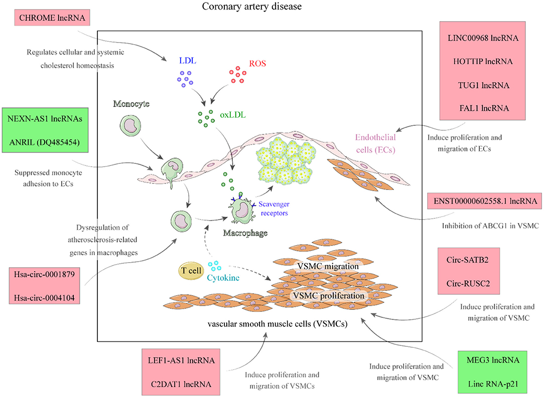 Frontiers  The Emerging Role of Rho Guanine Nucleotide Exchange Factors in  Cardiovascular Disorders: Insights Into Atherosclerosis: A Mini Review