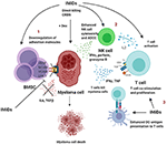 Frontiers | Understanding the Role of T-Cells in the Antimyeloma Effect ...