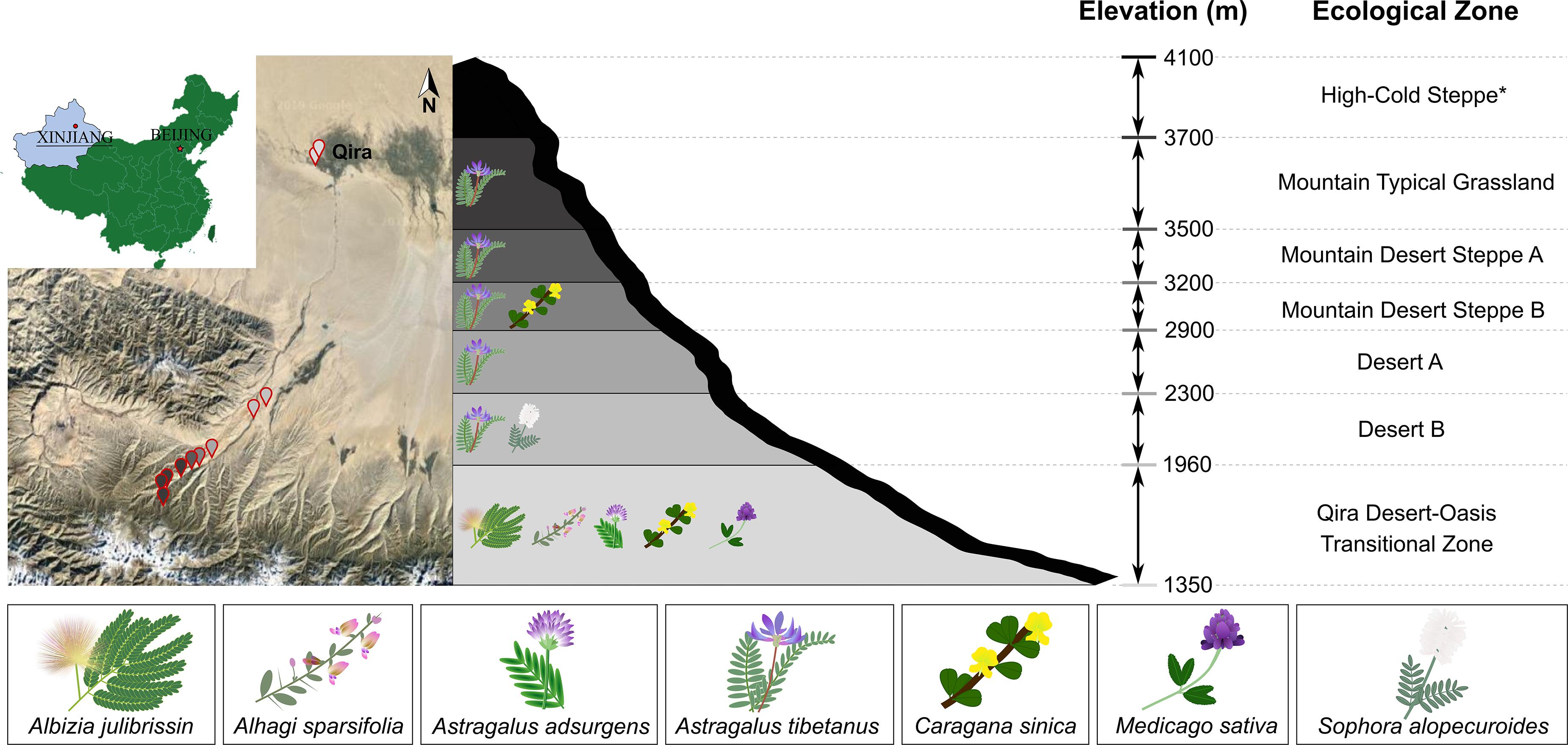 Frontiers Diversity Of Root Nodule Associated Bacteria Of Diverse Legumes Along An Elevation Gradient In The Kunlun Mountains China Microbiology