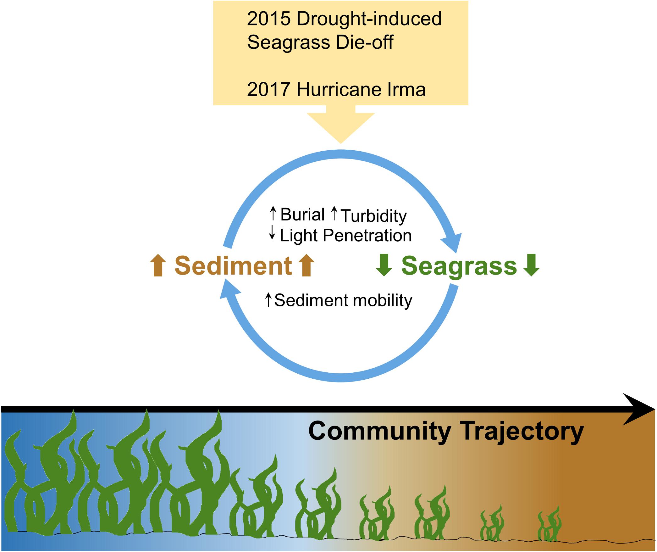 Seagrass Meadows Are Declining Globally at Alarming Rate