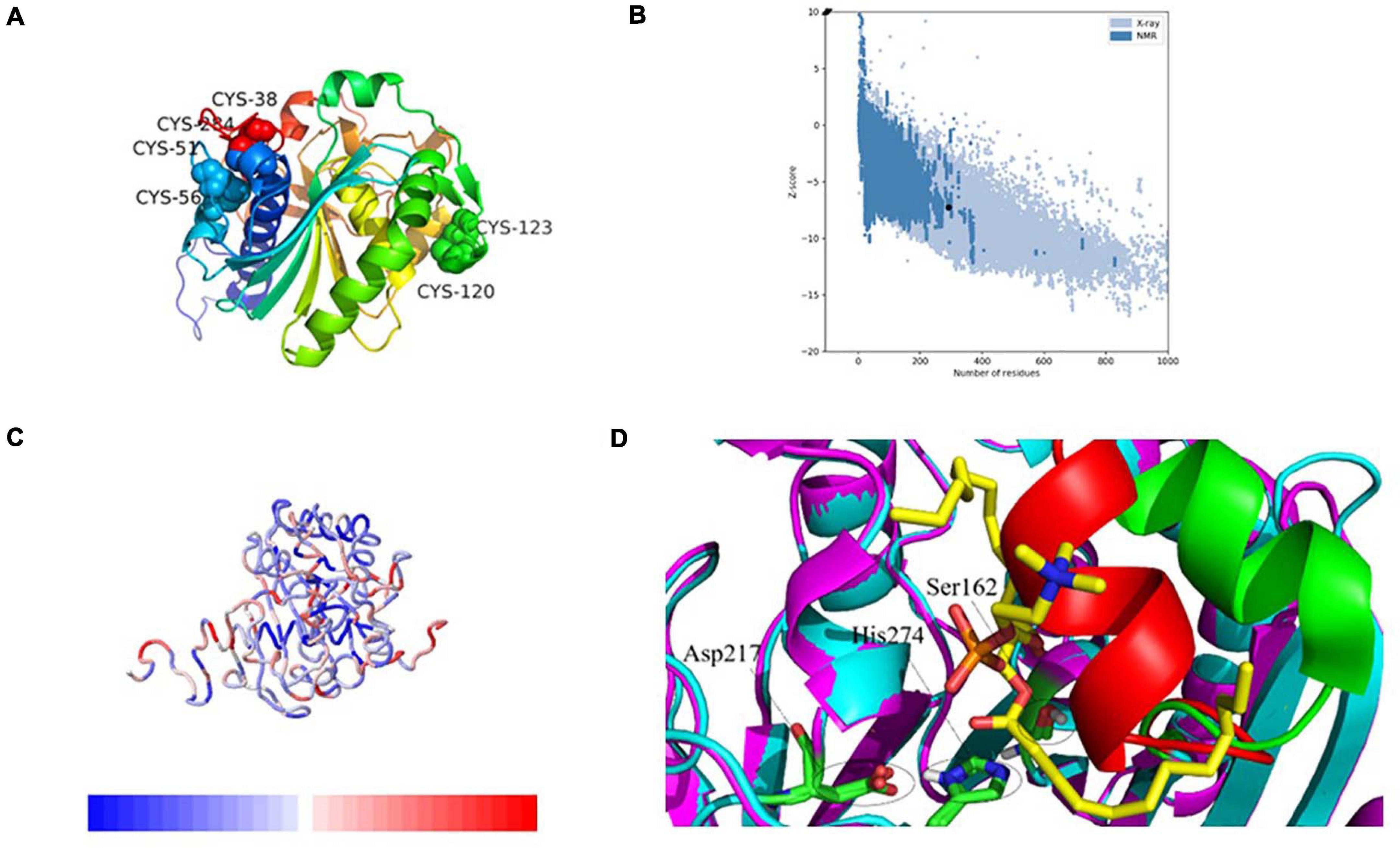 Frontiers  Gene Expression, Biochemical Characterization of a sn