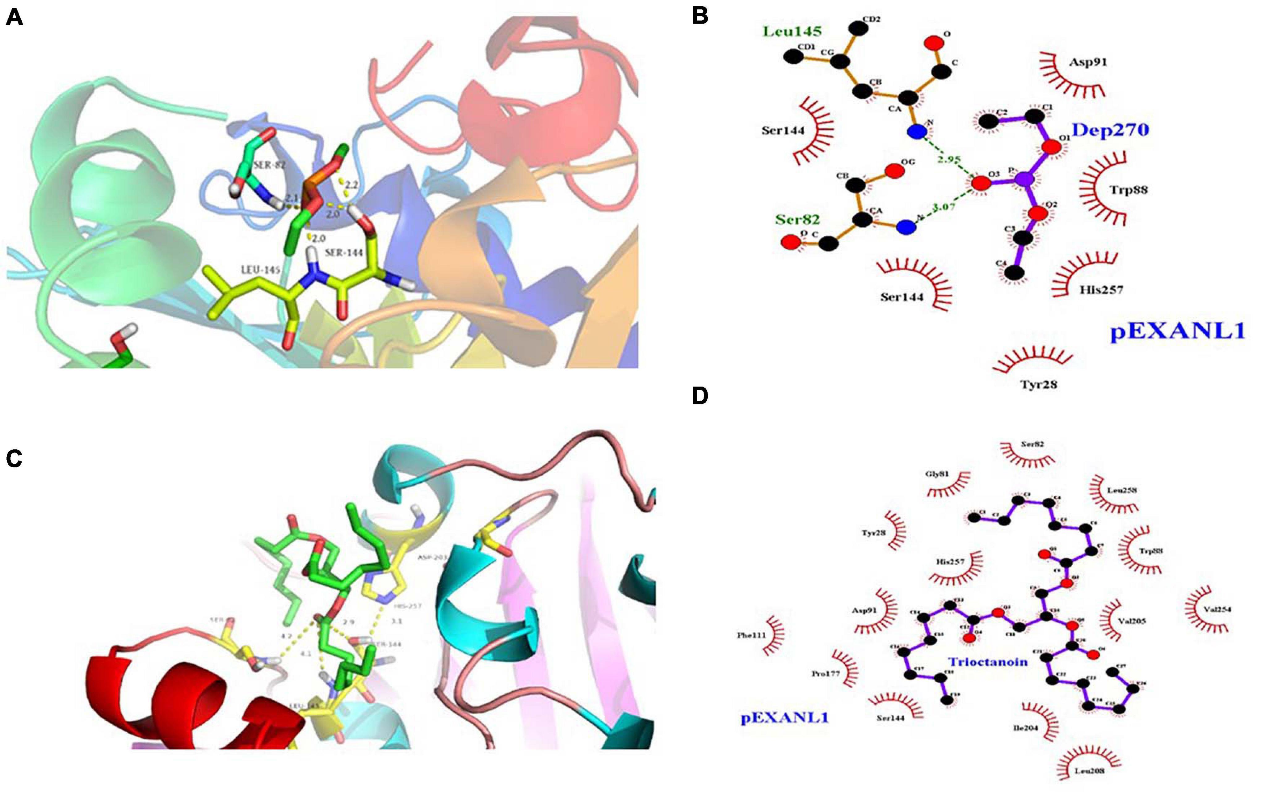 Frontiers  Gene Expression, Biochemical Characterization of a sn