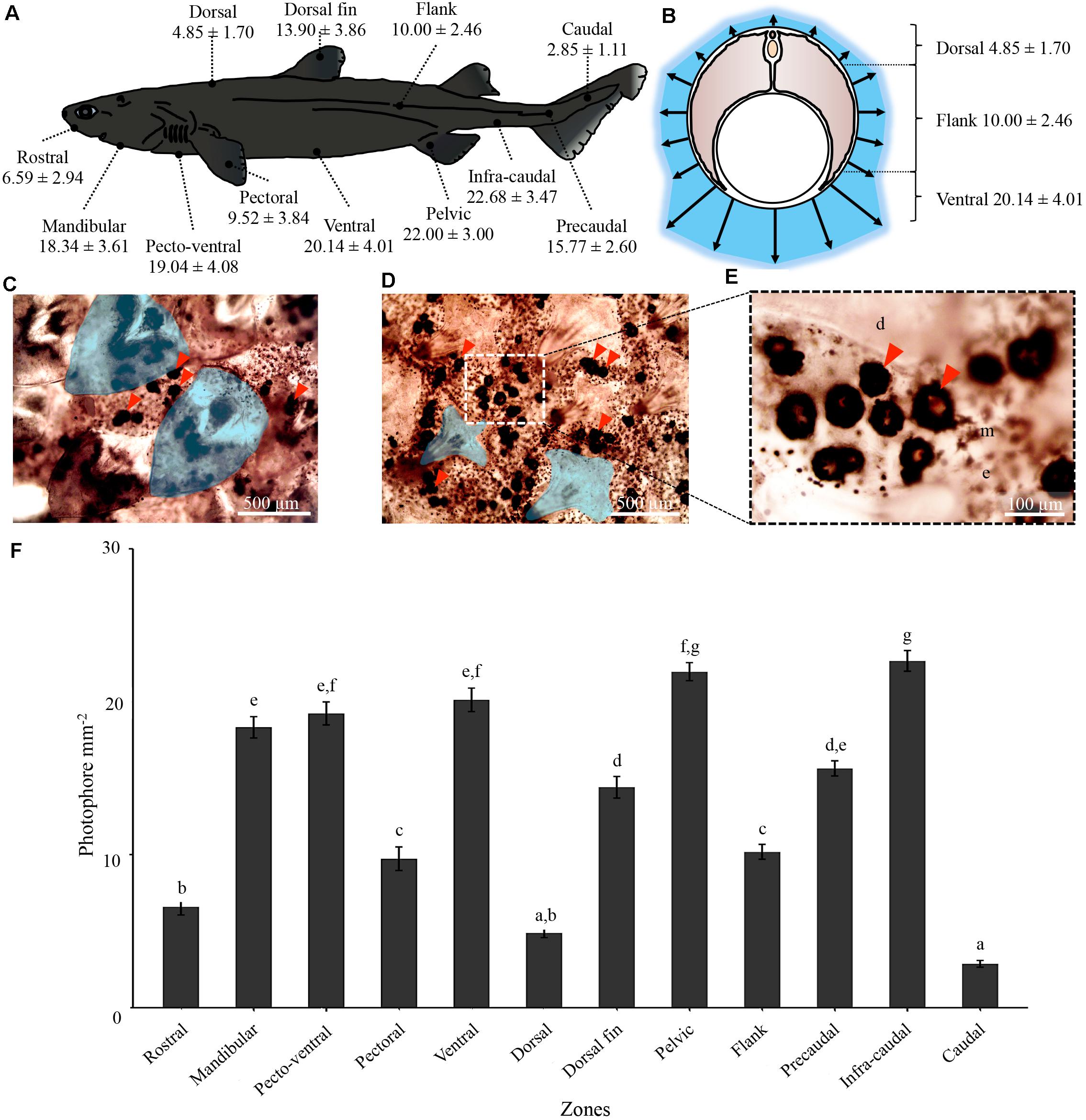 Frontiers Bioluminescence Of The Largest Luminous Vertebrate The Kitefin Shark Dalatias Licha First Insights And Comparative Aspects Marine Science