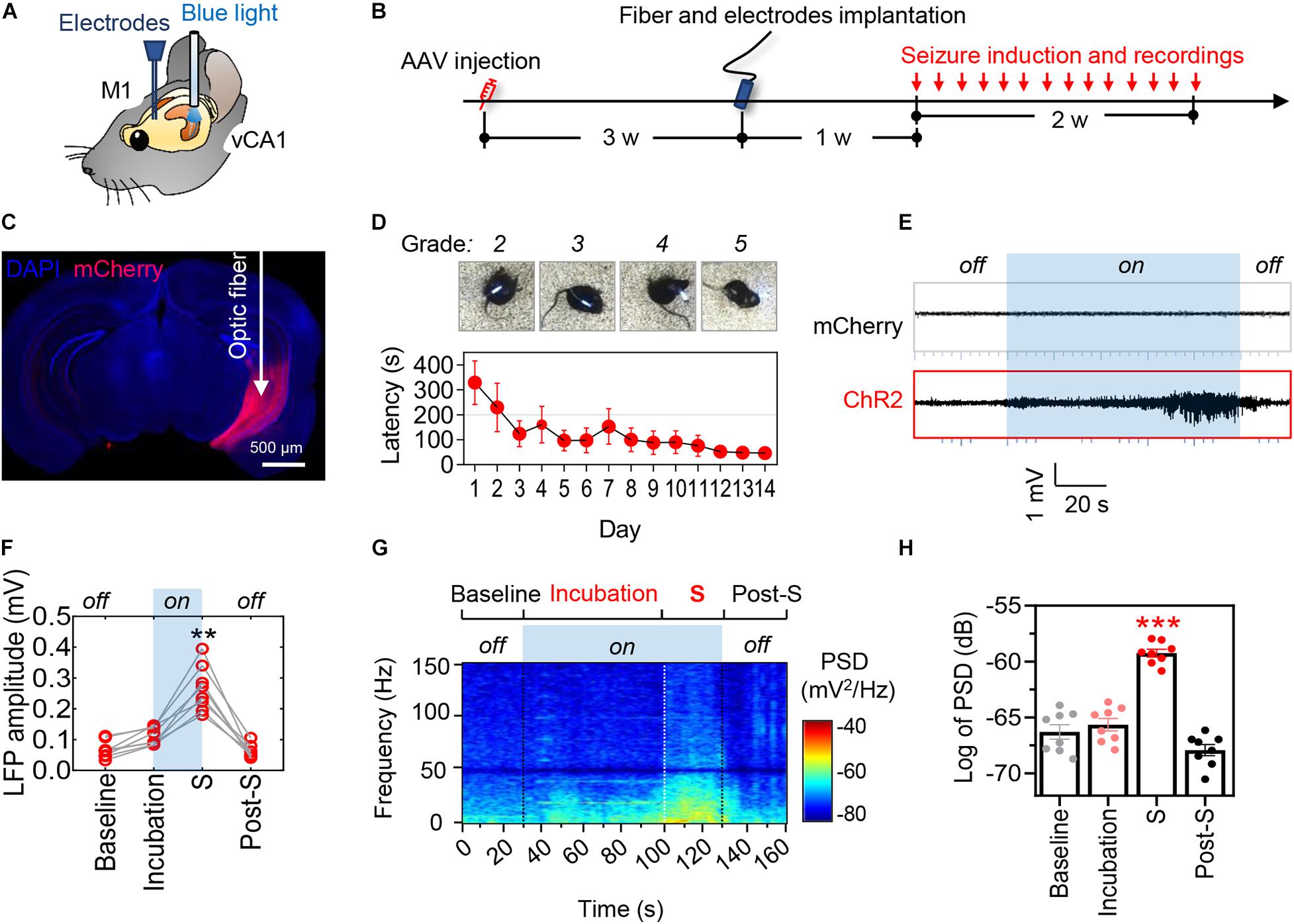 Spatial memory deficits in epileptic mice a. Morris water maze task.