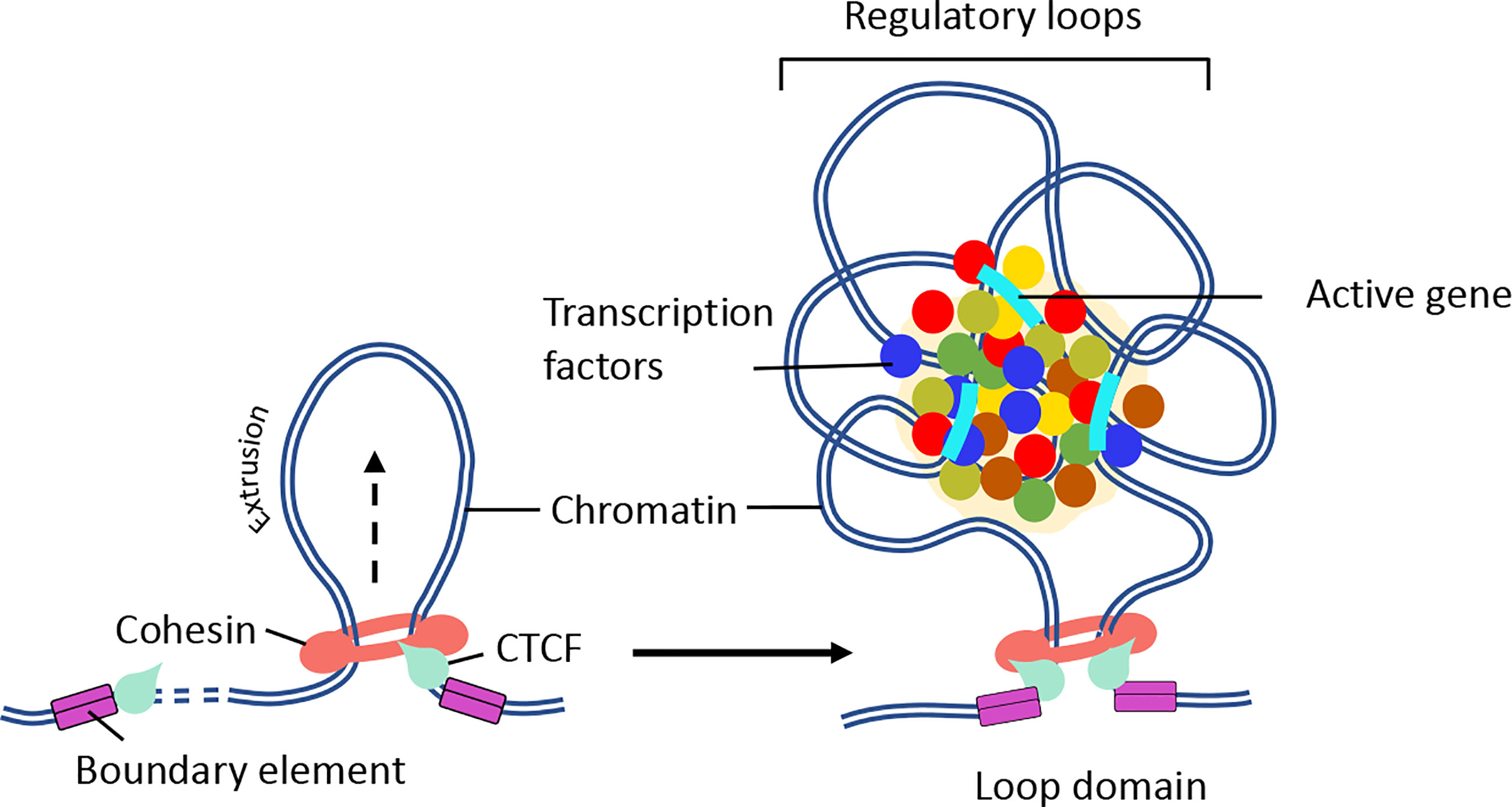 Frontiers Spatial Organization Of Chromatin Transcriptional Control Of Adaptive Immune Cell