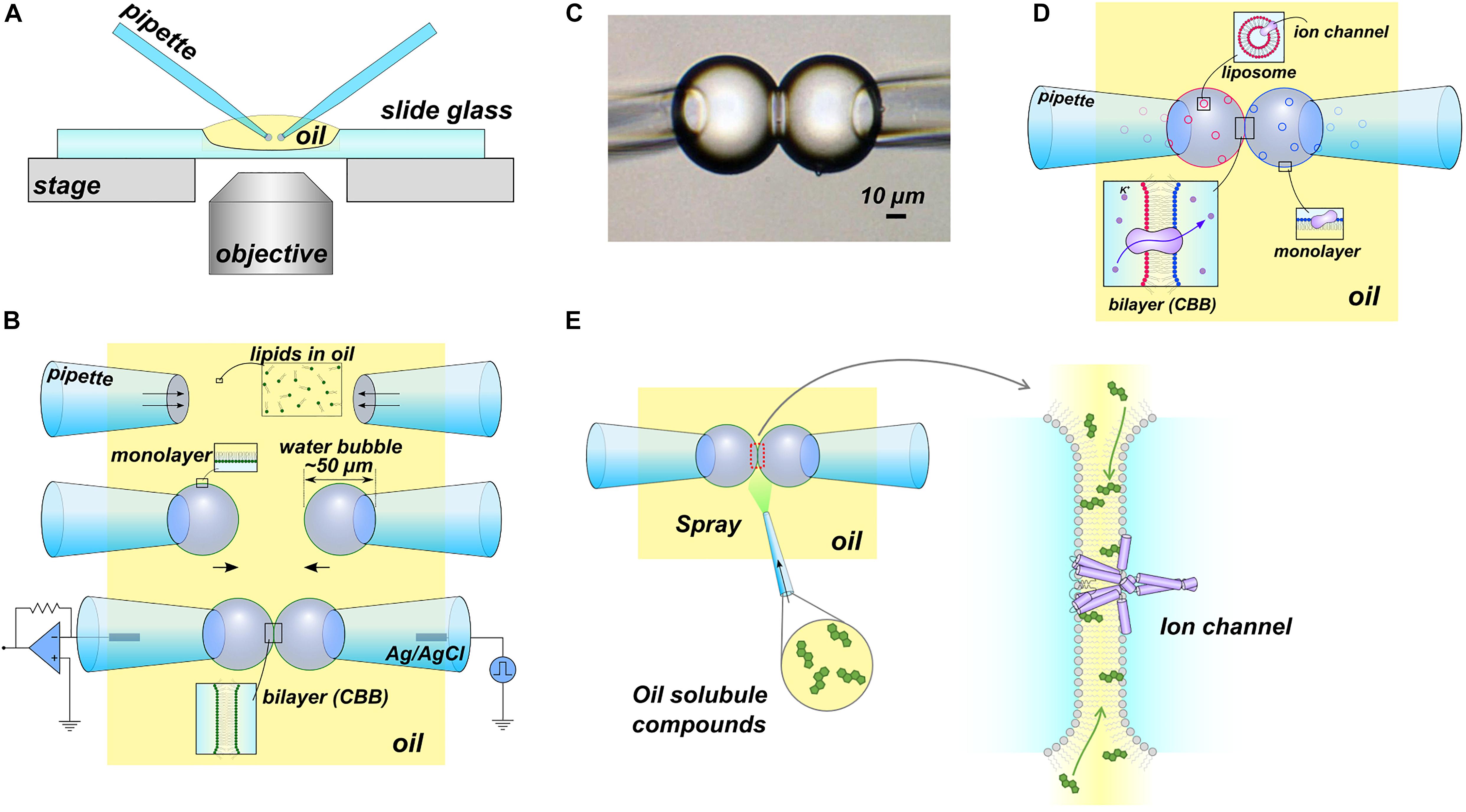 Frontiers | Physical And Chemical Interplay Between The Membrane And A ...