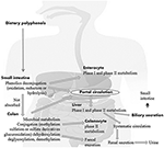 Systemic Bioactivities Of Dietary Polyphenols The Main Systemic