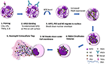 Frontiers | Neutrophil Extracellular Traps: A Potential Therapeutic ...