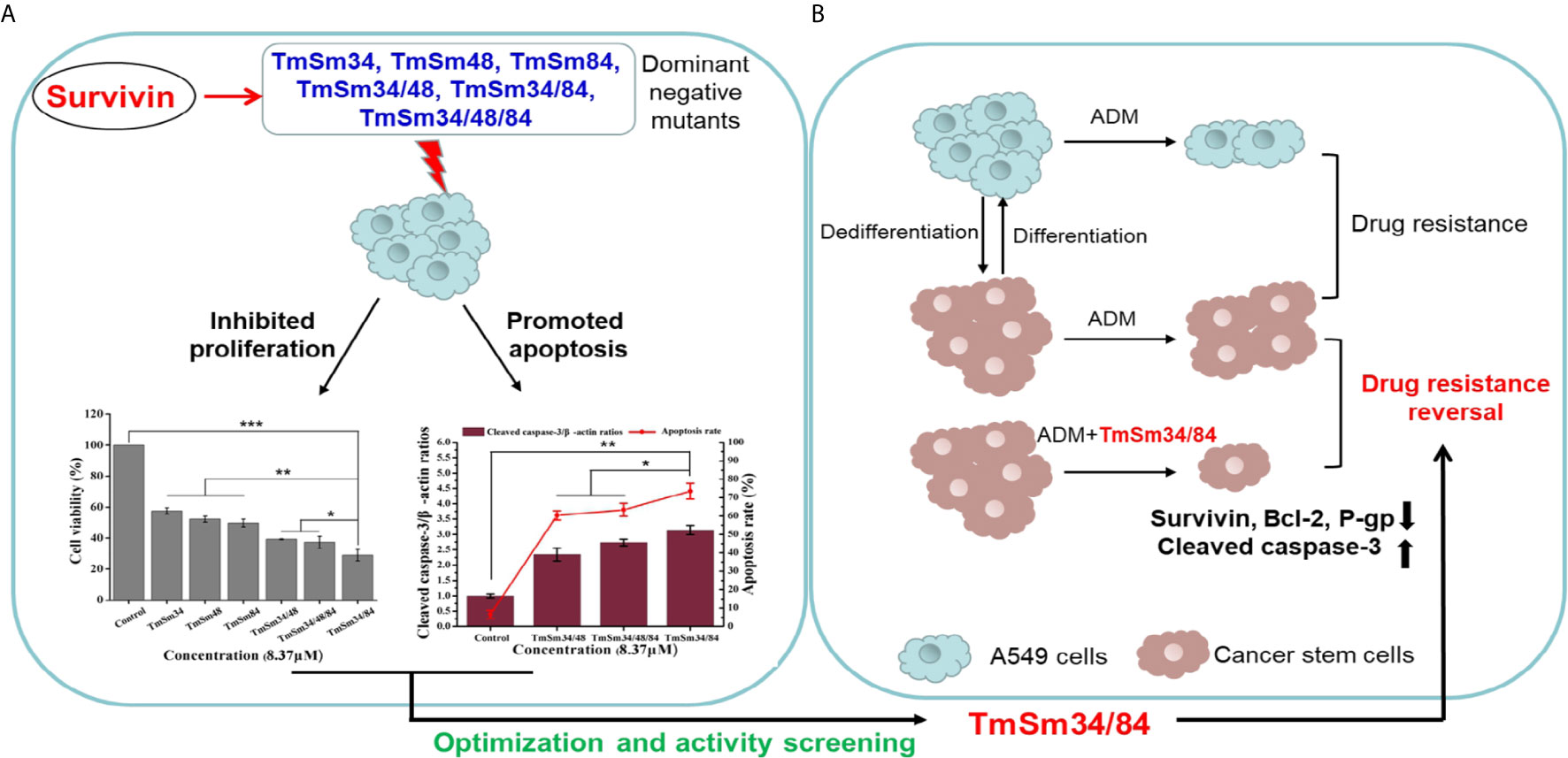 Frontiers Discovering And Characterizing Of Survivin Dominant Negative Mutants With Stronger Pro Apoptotic Activity On Cancer Cells And Cscs Oncology