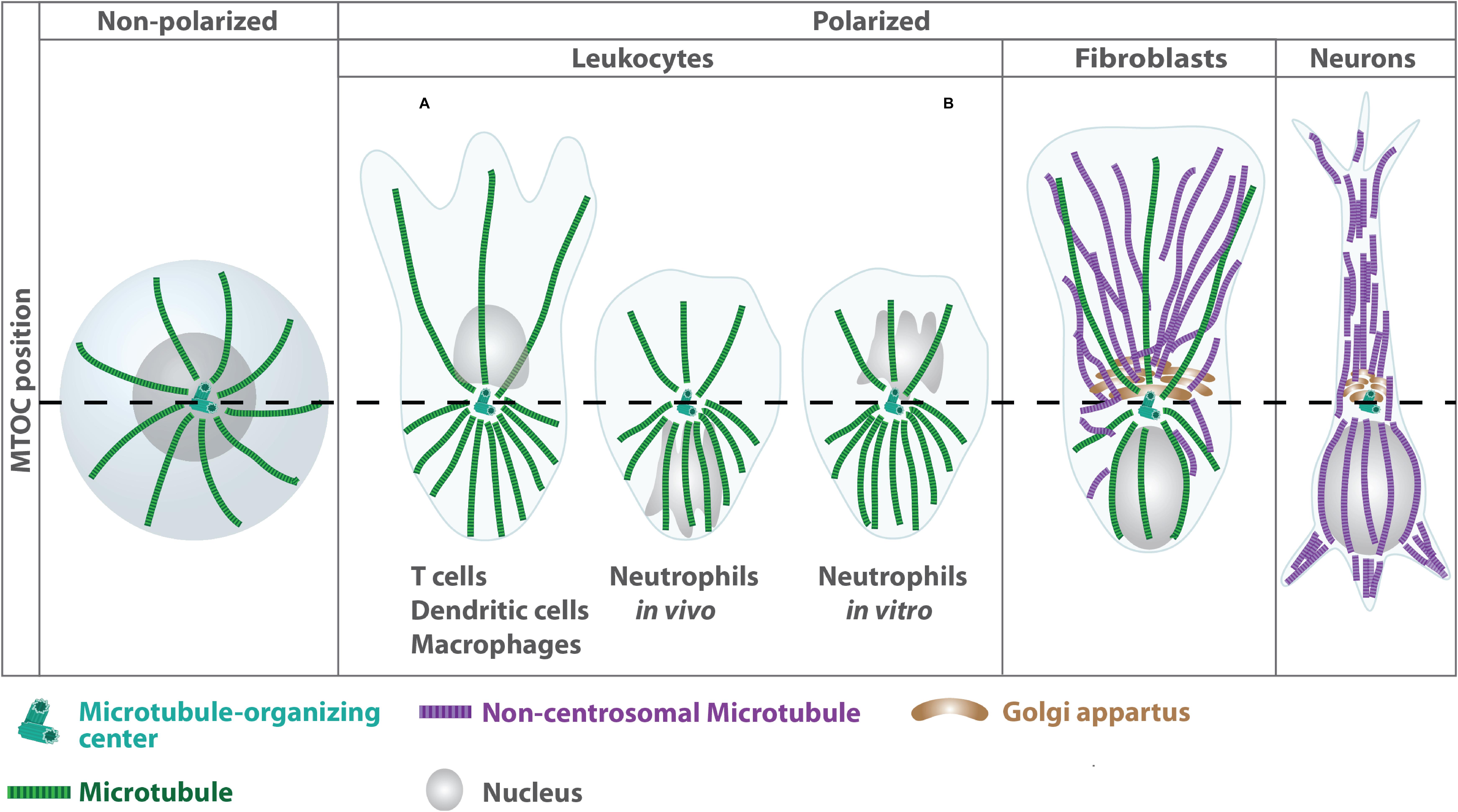 Organizing and Disorganizing Resonances of Microtubules, Stem